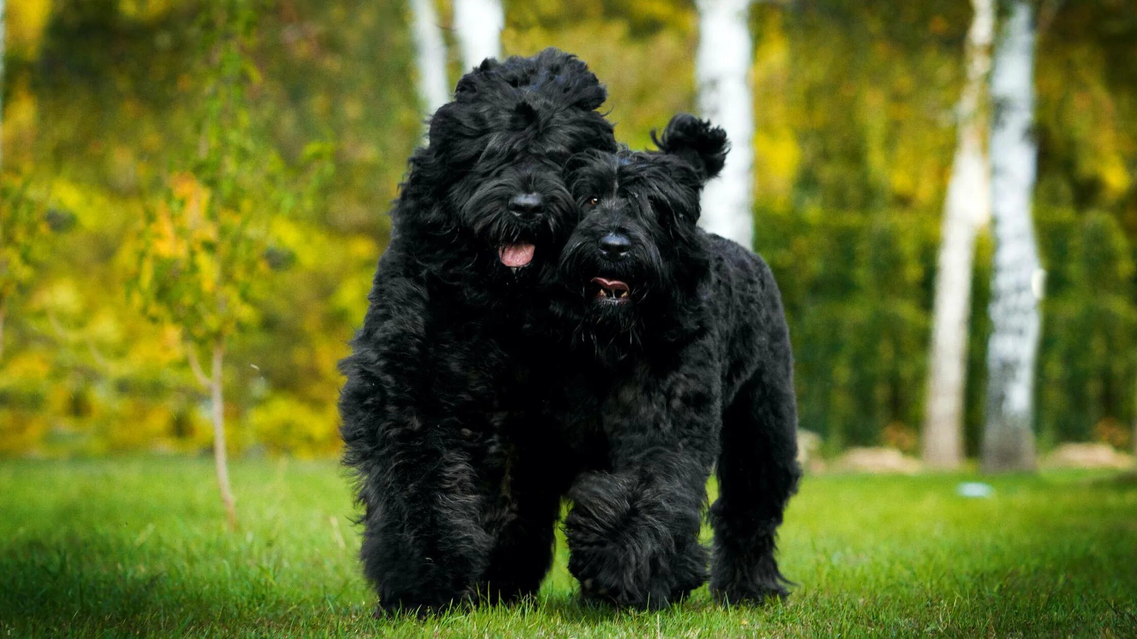 Черная кудрявая собака порода