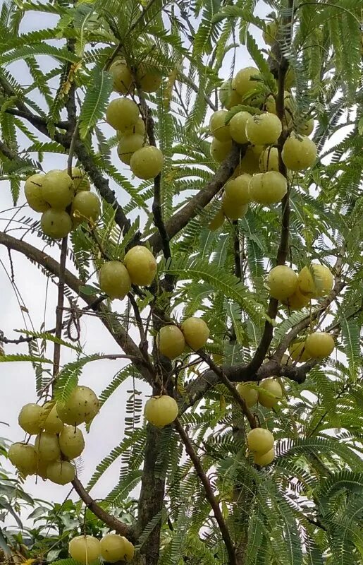 Амла (Emblica officinalis). Амла дерево амалаки. Эмблика индийский крыжовник. Филлантус эмблика. Индийский крыжовник