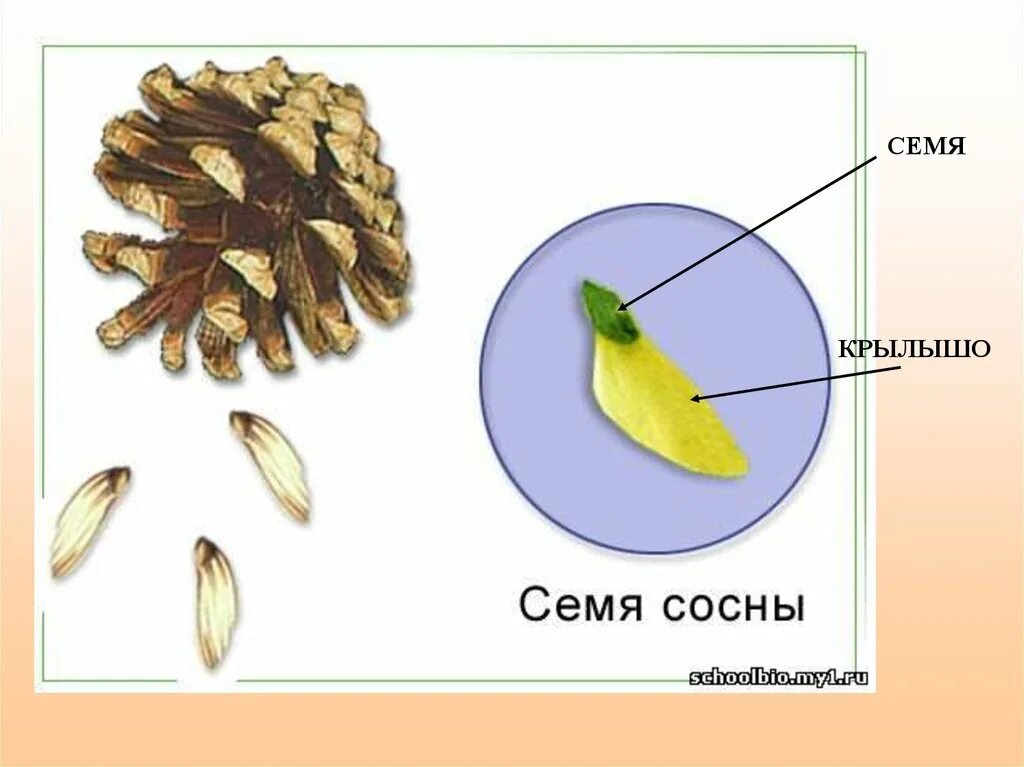 Шишка пихты форма чешуек. Шишка с семенами. Семена сосны. Семена шишки открыто лежат на чешуях. Чешуйка шишки.