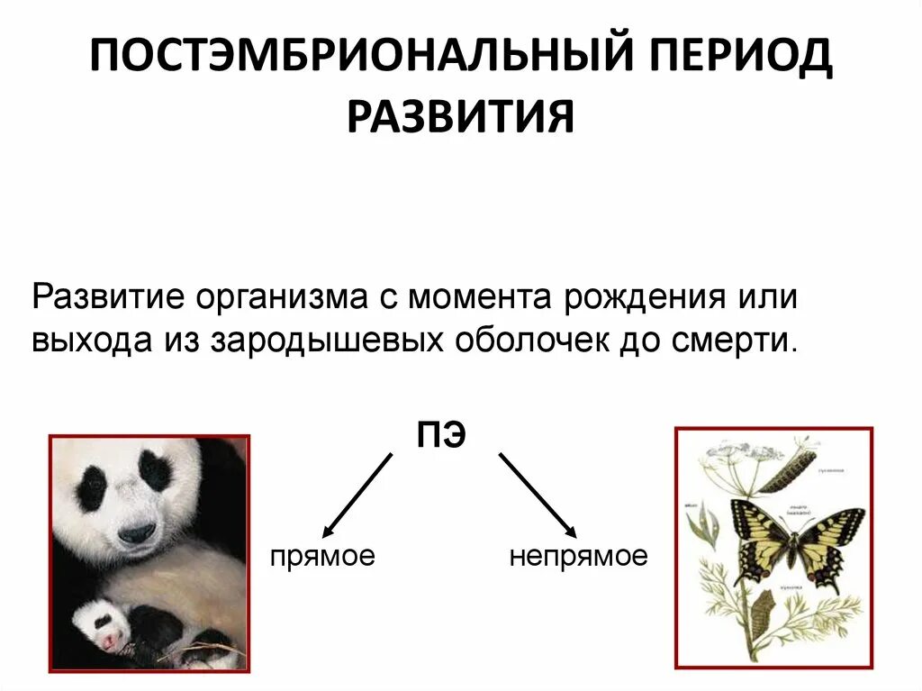 Постэмбриональный период развития прямое и Непрямое развитие. Периоды постэмбрионального развития. Пост эмбриональный период развития. Постэмбриональный период презентация.