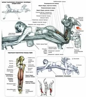 Упражнения для ног в тренажерном зале