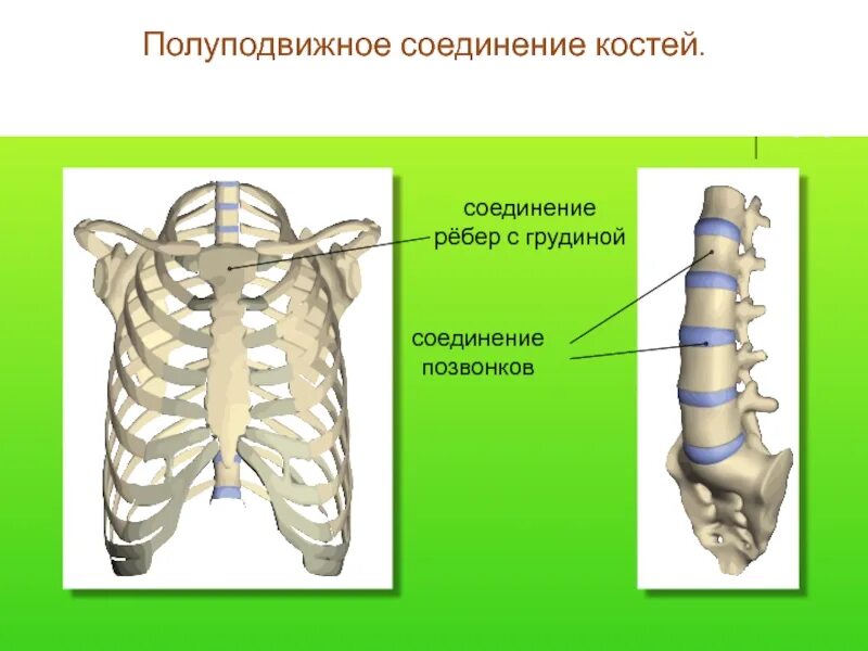 Полуподвижные и неподвижные кости. Полуподвижные соединения костей. Полуподвижное соединение кости. Грудная клетка полуподвижное соединение. Неподвижные полуподвижные и подвижные соединения костей.