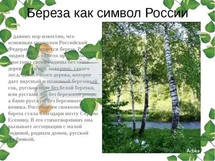 Береза на английском