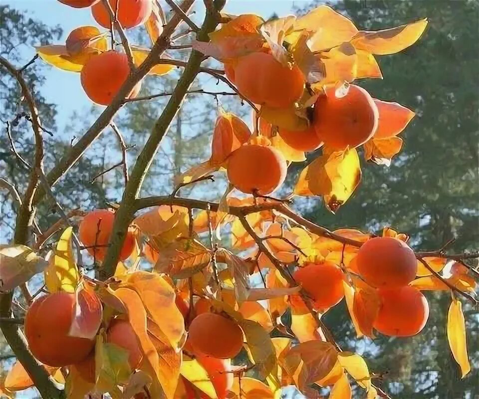 Хурма королек дерево. Плодовые деревья груша. Осенний сад. Яблоки на дереве. Семена конского каштана.