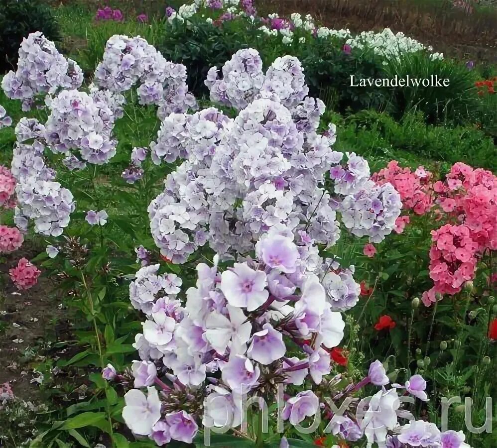 Флокс лавендер. Флокс метельчатый ‘lavendelwolke’. флокс метельчатый лаванделвольке. флокс лавендельвольке. флокс лавендер вольке.