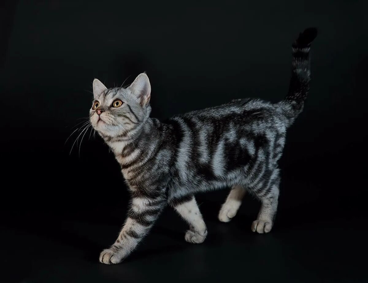 Название гладкошерстных кошек