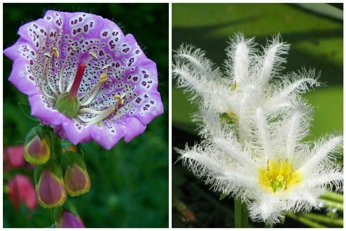Виды необычных растений. Необычные цветы. Экзотические цветы. Редкие растения. Цветы красивые необычные.