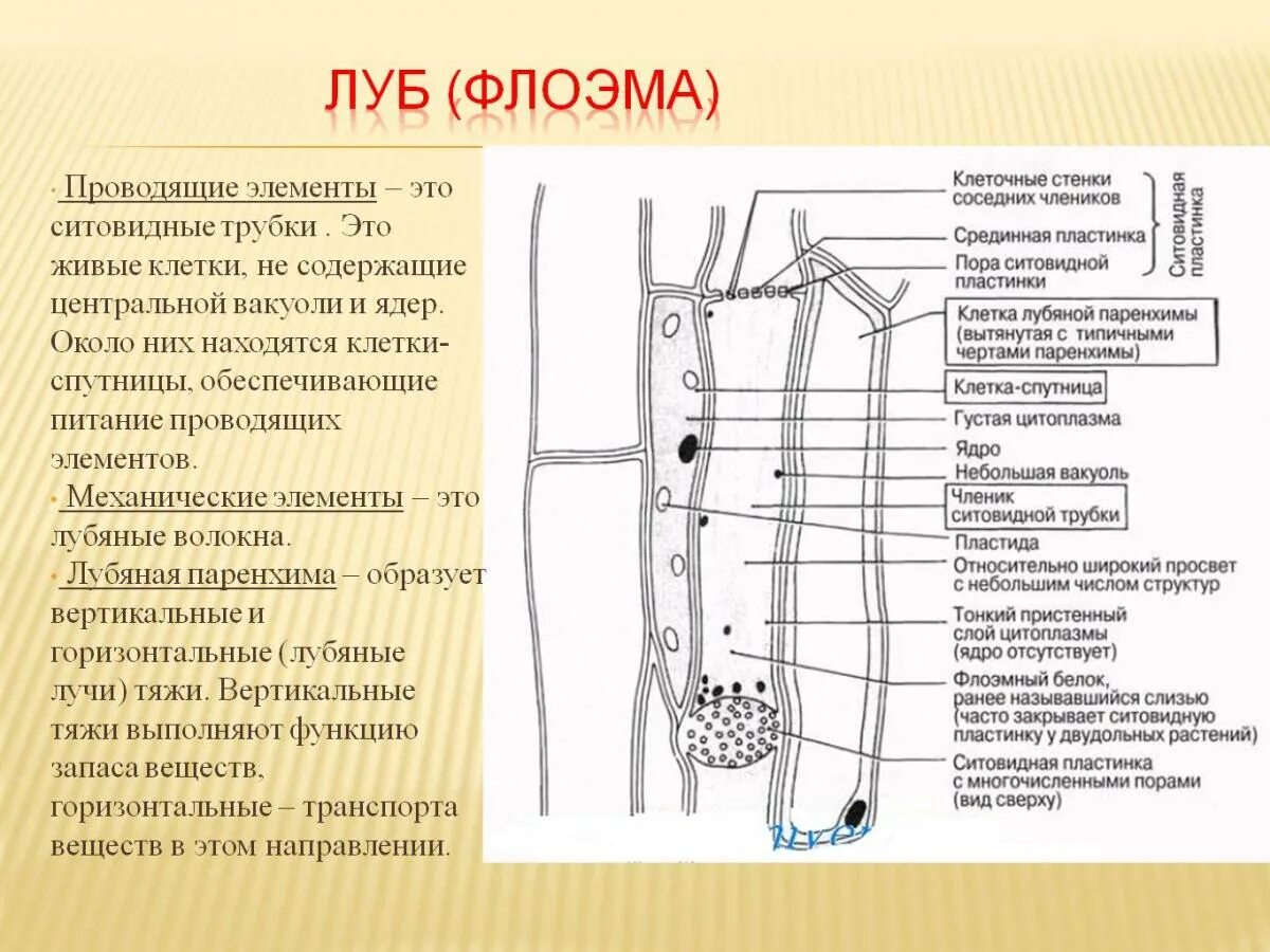 В состав флоэмы входят