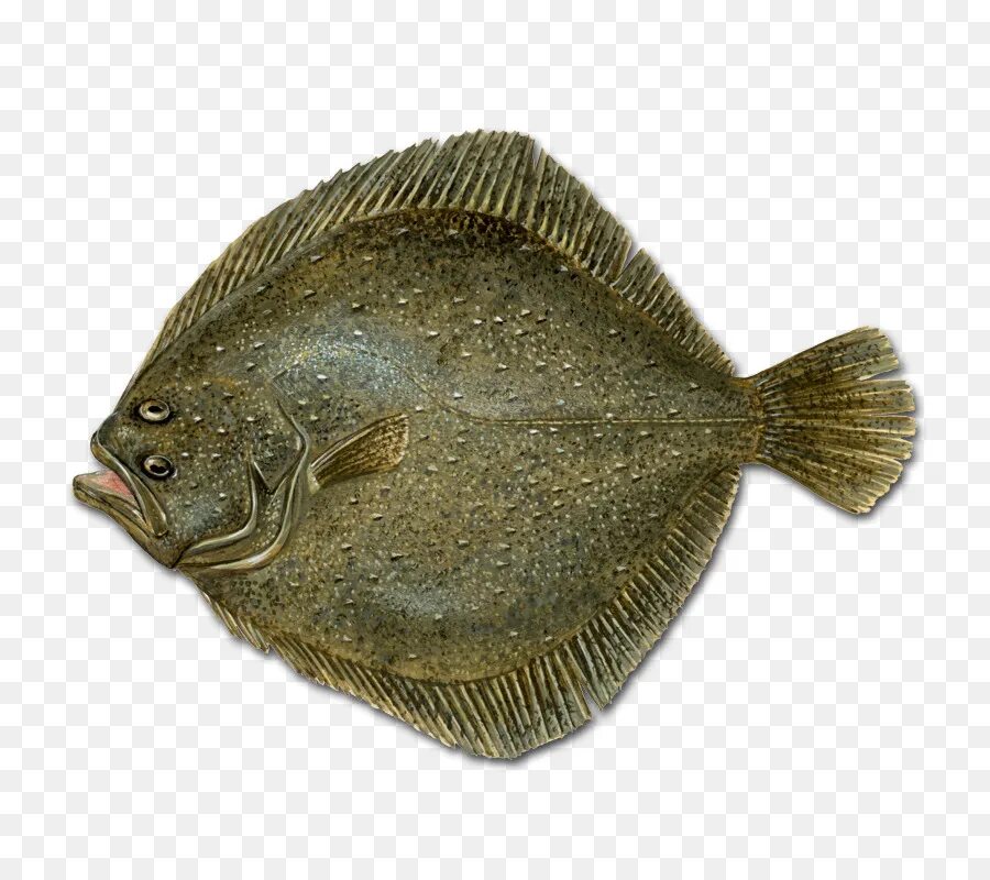 daniel-gotshall-california-halibut-paralichthys-californicus-showing-its-protect