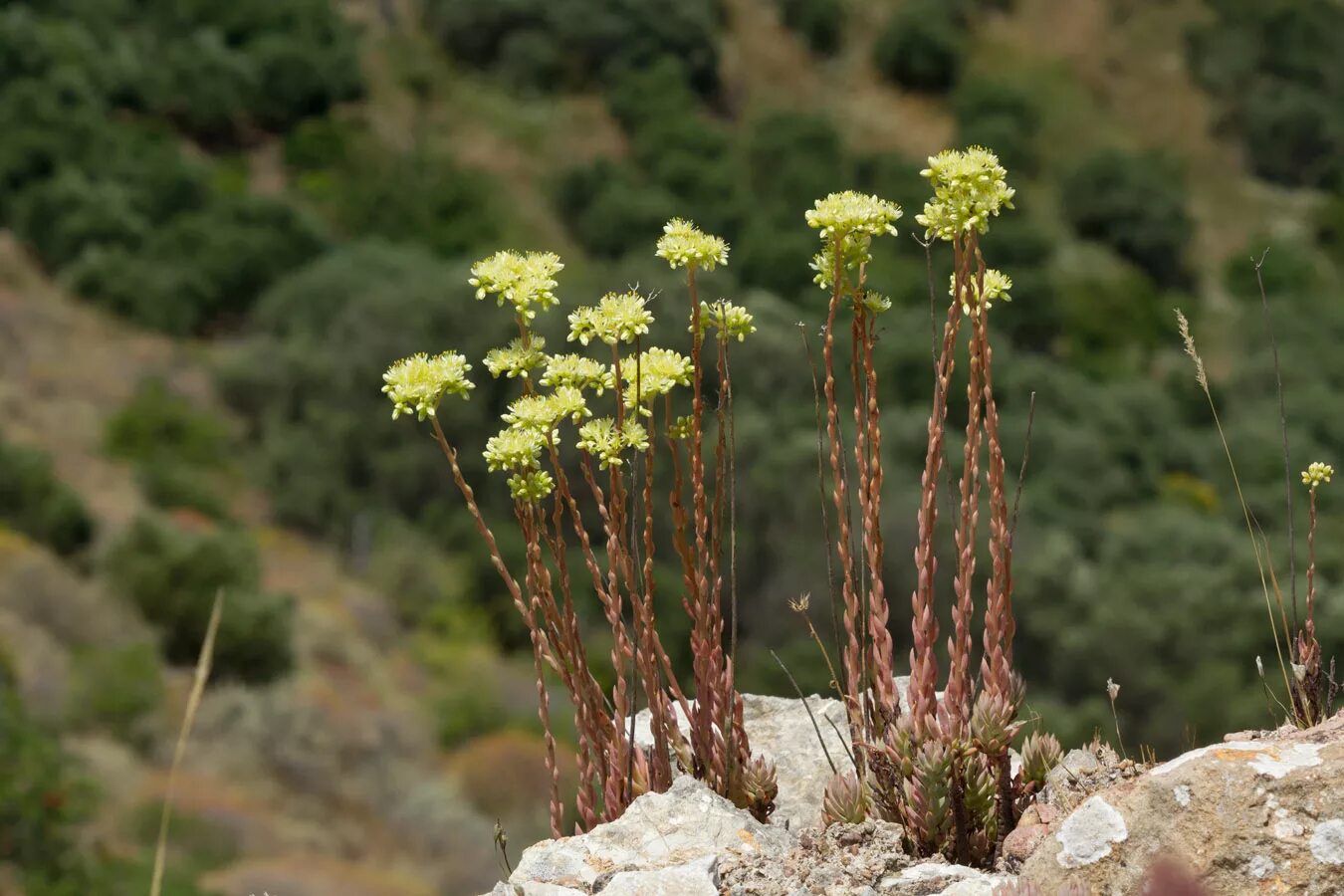 Греческие травы. Sedum sediforme. Sedum moranense. Очиток очитковидный. Ааронсония Факторовского.