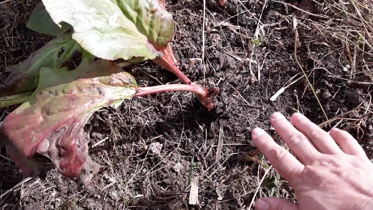 Нужно ли на зиму обрезать бадан. Бадан размножение. бадан деление куста. бадан корневище. бадан росток.