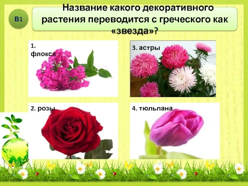Декоративные растения примеры 2 класс Фотографии СООБЩЕНИЕ О ДЕКОРАТИВНОМ РАСТЕНИИ
