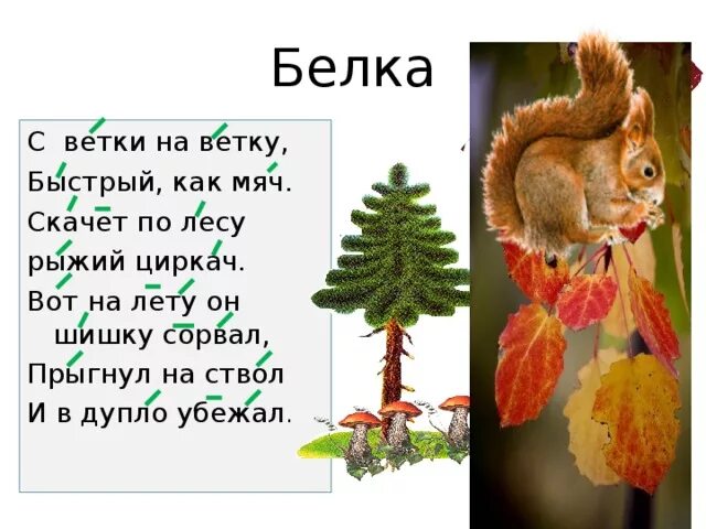 Белка на ветке. С ветки на ветку. Белка прыгает с ветки на ветку. Белка прыгнула с ветки на ветку.