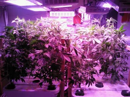 Led grow plant