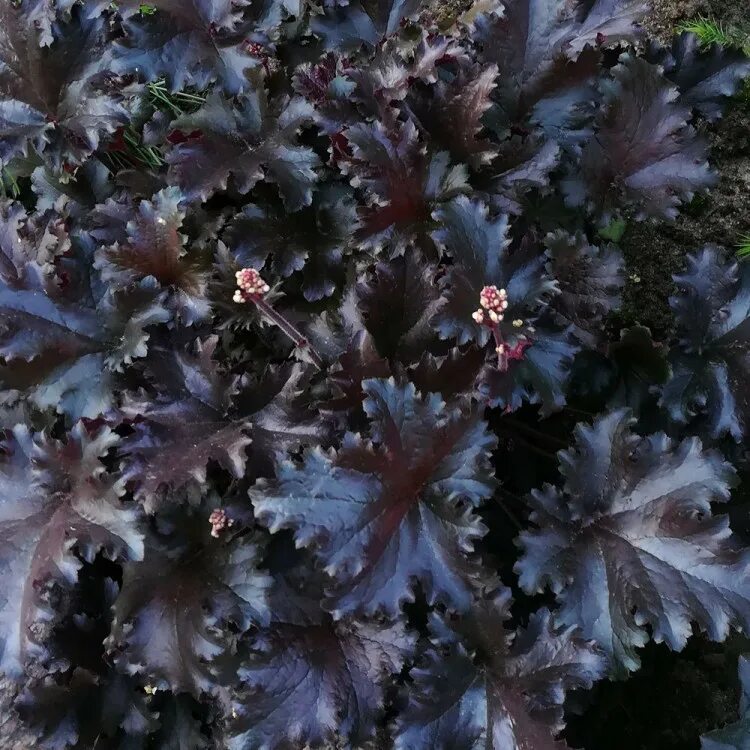 Гейхера блэк. Гейхера black taffeta. гейхера блэк таффета. гейхера heuchera black taffeta. гейхера гибридная &#039;black taffeta&#039;.