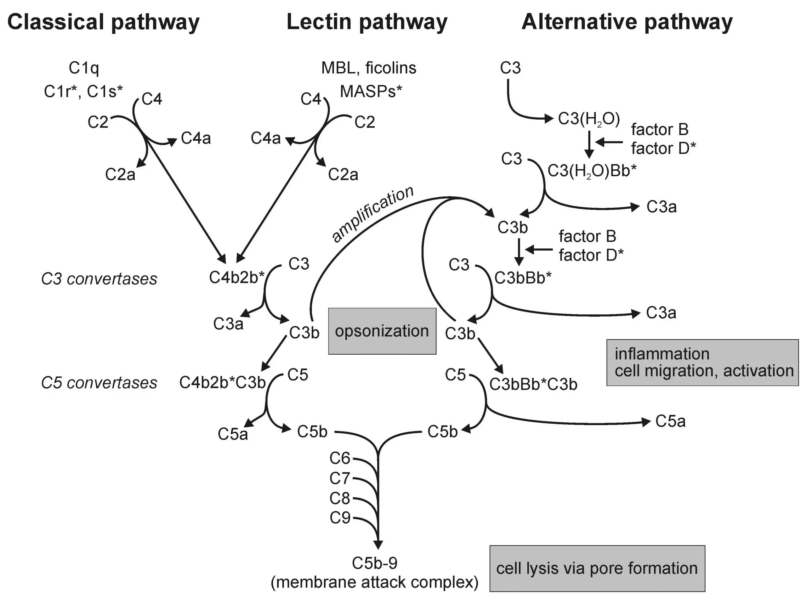 Комплекс комплемента. Complement System Classic Pathways. Классический путь активации системы комплемента схема. Активация системы комплемента 3 схемы. Белки системы комплемента биохимия.