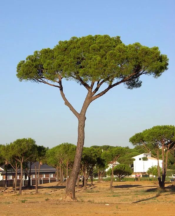 Пиния это. Дерево Pinus pinea. Пиния (Pinus pinea). Средиземноморская сосна Пиния. Сосна Пиния Pinus pinea штамб.