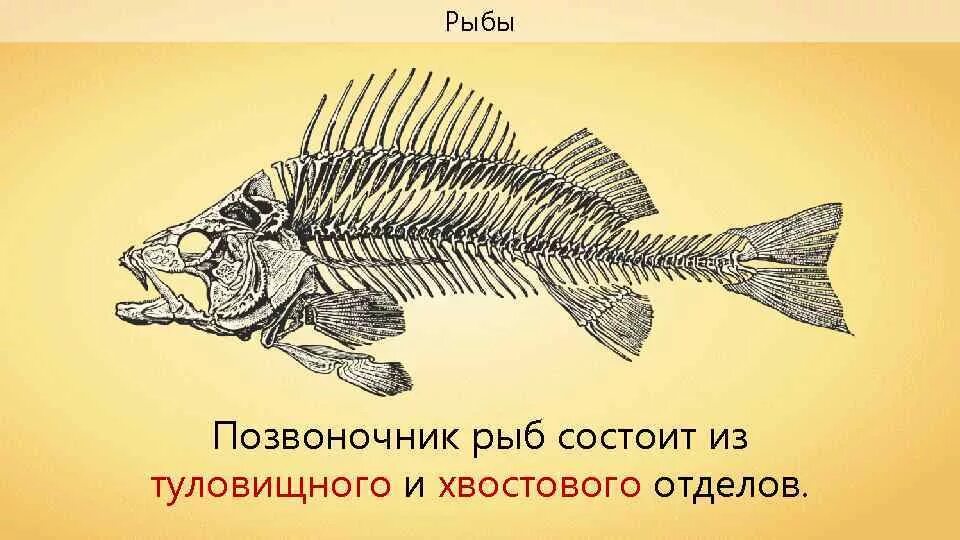 Туловищный и хвостовой позвонки