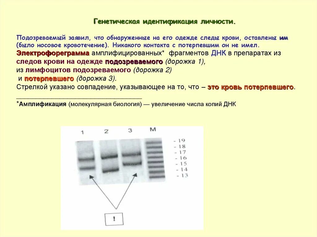 Генетическая идентификация. Идентификация по ДНК. Идентификация личности. Идентификация личности молекулярно-генетическими методами. Идентификация счета