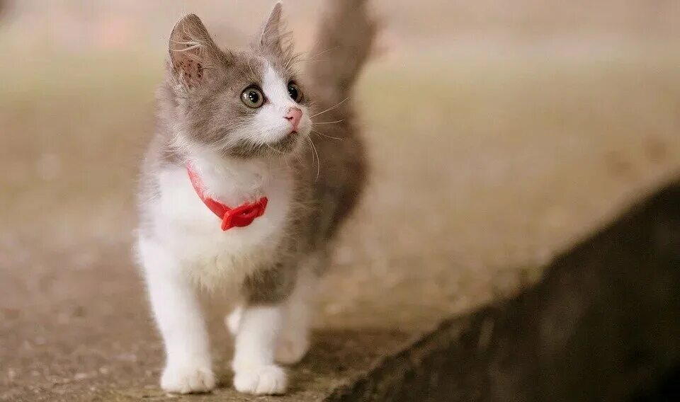 The small cat