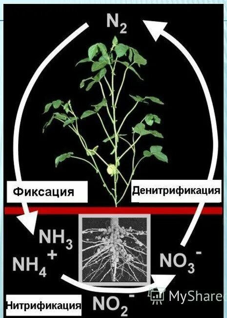 Процесс нитрификации. Нитрификация круговорот азота. Фиксация азота в почве. Фиксация азота в природе. Фиксация азота растениями.