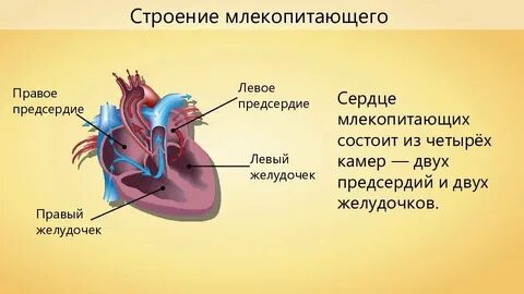 Сколько предсердий у сердца птиц