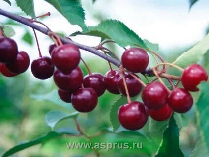 Вишня морозостойкость