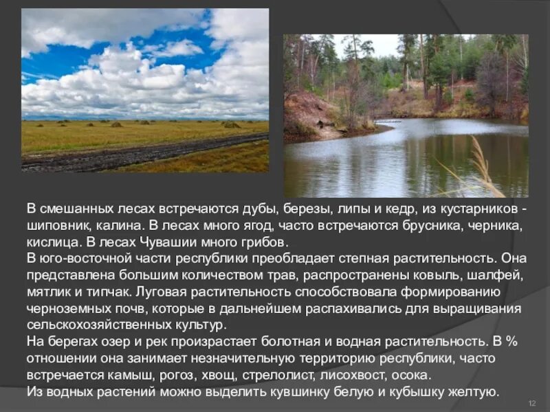 Растительный мир чувашской республики. Растения чувашии. Растительный мир чувашии. Пойменные луга тверской области. Присурский заповедник в алатыре.