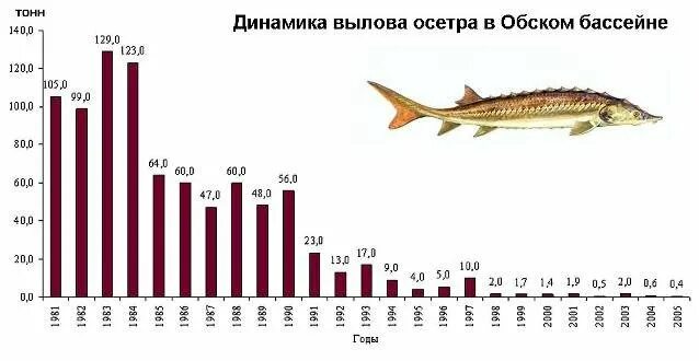 Почему численность промысловых растительноядных рыб