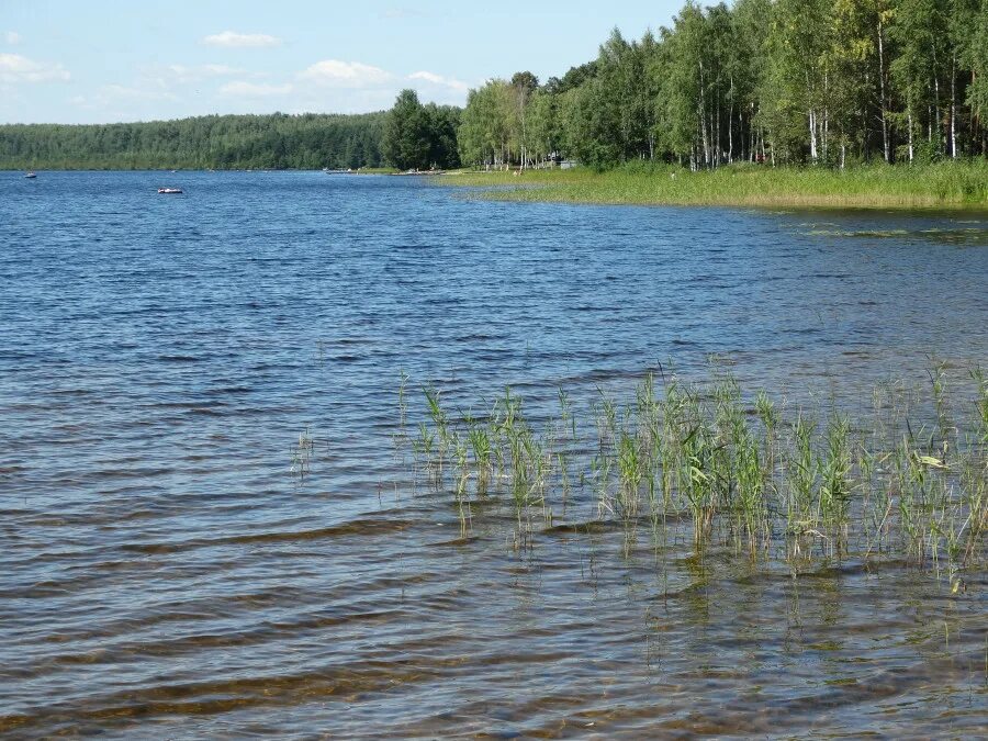 Рубское озеро Ивановская область. Рубское озеро пляж. Суздаль Рубское озеро. Озерная Рубское озеро. Рубское озеро ивановская