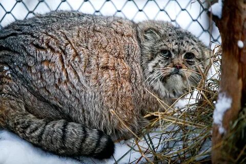 Сколько котенок манула