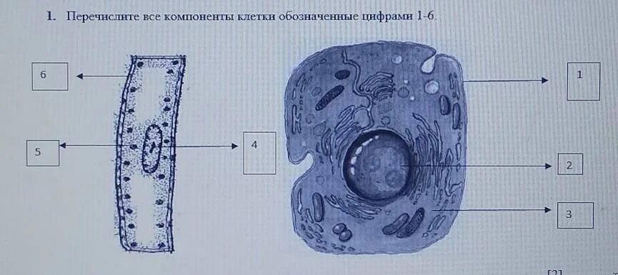 Какая структура клетки обозначена цифрой 2. Клетки замыкатели. клеток обозначают цифрами.
