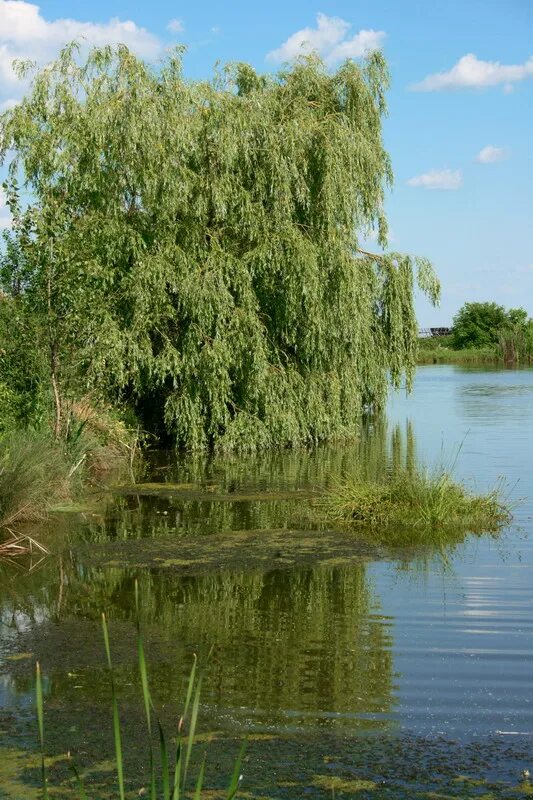 Ива на берегу озера. Плакучая Ива у озера. Плакучая Ива дерево. Ива Тобол. Плакучая Ива на Дальнем востоке.