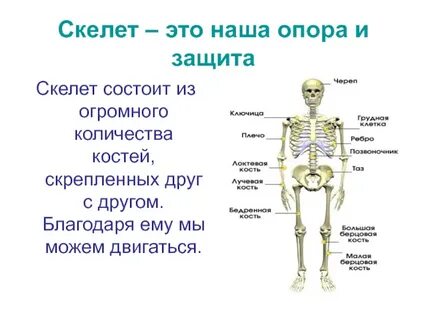Опорные и защитные кости