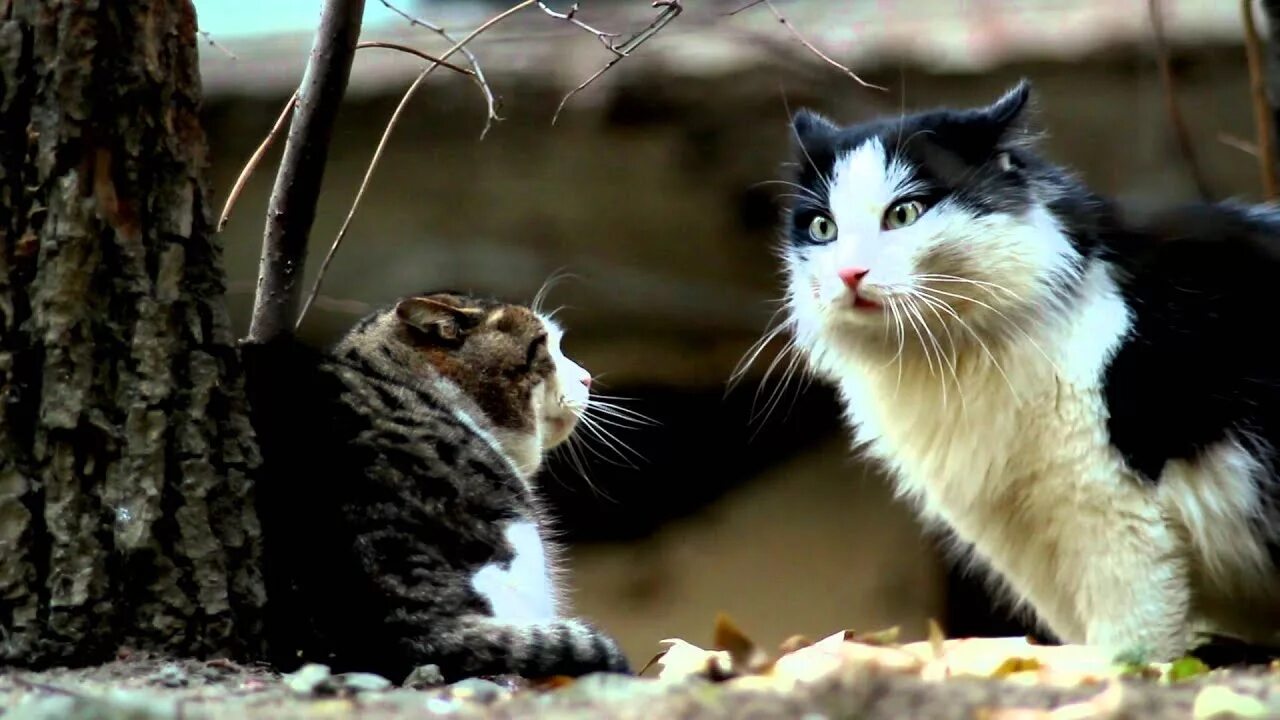 Коты говорят по человечески. Котики общаются. два кота беседуют. коты для разговоров. два кота разговаривают.