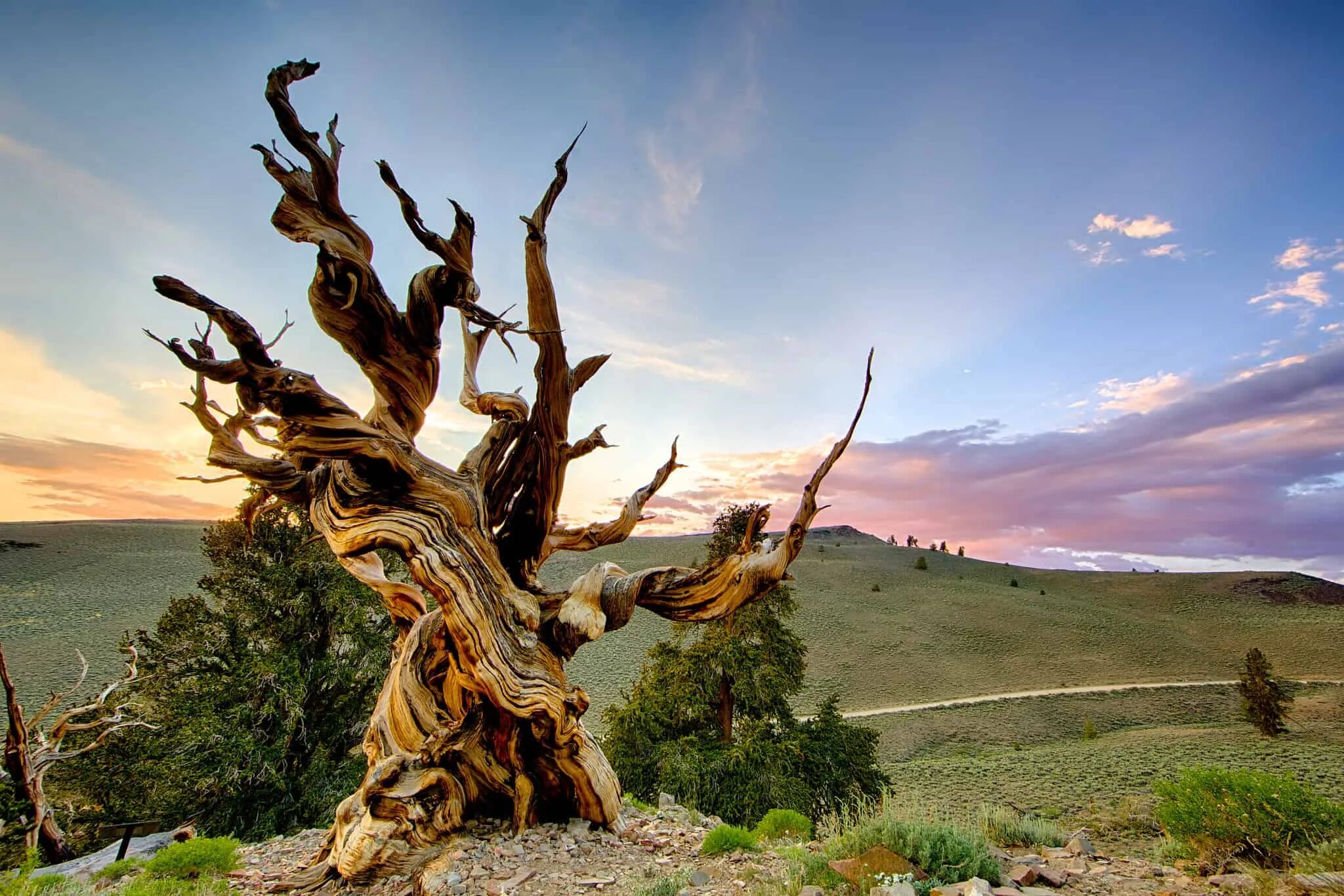 It is old tree