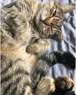 Котики воскресенье