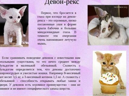 Рекс описание породы