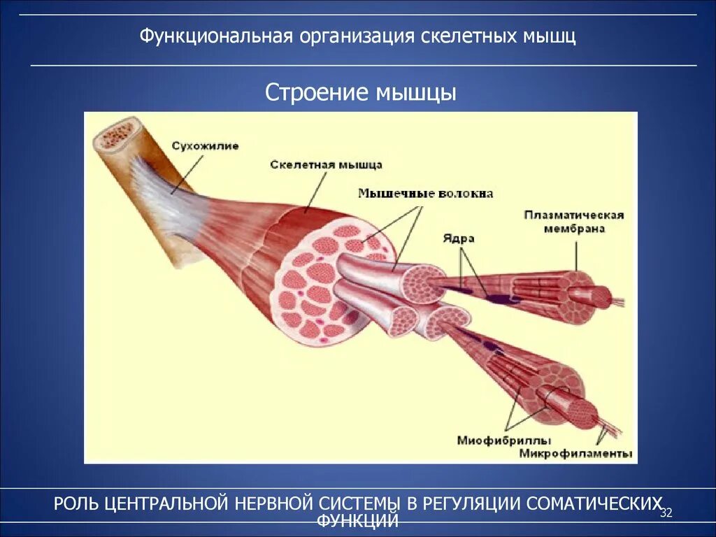 Соединительная мышца. Строение волокна скелетной мышцы. Макроскопическое строение скелетных мышц. Скелетная мышца состоит из. Внутреннее строение мышцы.