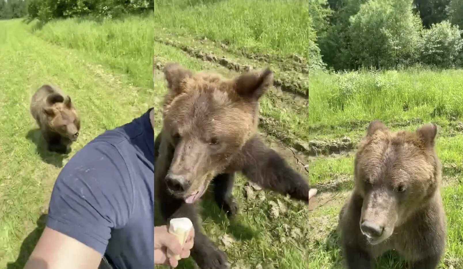 Мужчина медведь видео. Нападение медведя на человека. Медведь догоняет человека. Медведь и человек.