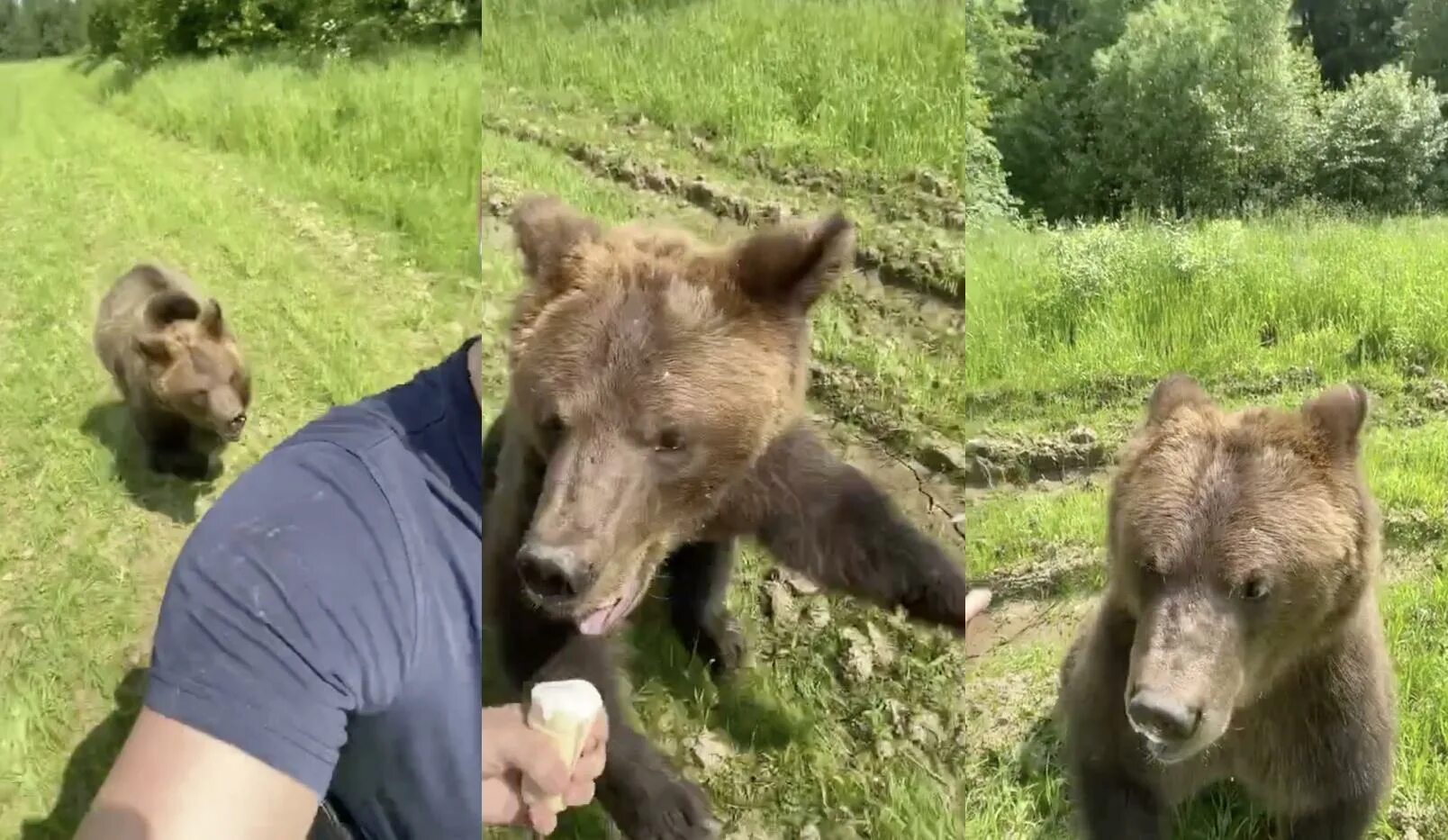 Нападение медведя на человека. Медведь догоняет человека. Медведь и человек. Медведи в подмосковье