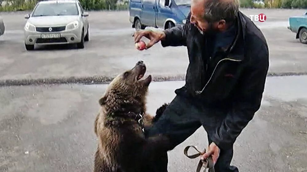 Сергач медведи. Сергач медведи Нижегородской области. Собака привела медведей к хозяину