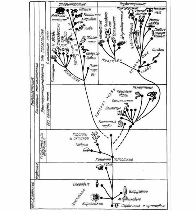 Эволюционное древо органического мира. Эволюционное дерево. Филогенетическое древо майнкрафта. Эволюция от бактерии до человека. Филогенетическое древо майнкрафта.