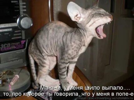 Включи смешилки кот