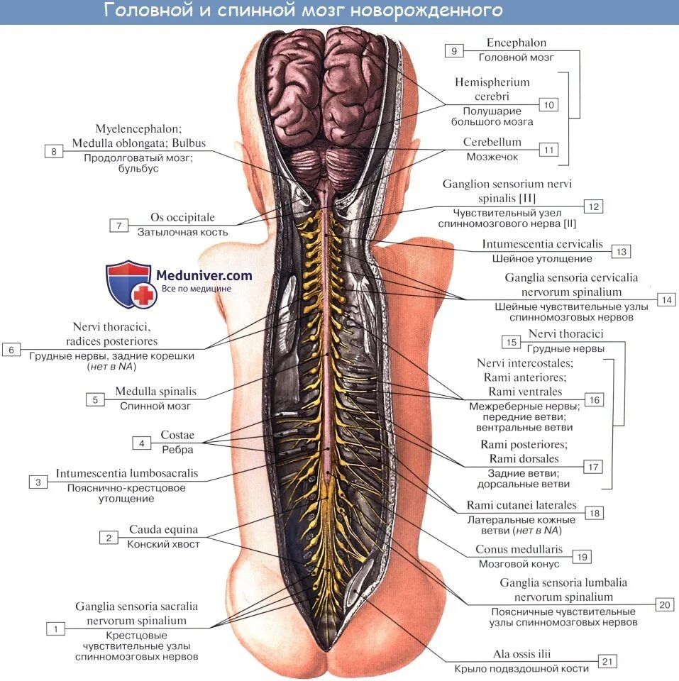 Борозды спинного мозга анатомия. Нервная система спинной мозг анатомия. Нервная система схема спинного мозга. Спинномозговые корешки анатомия.
