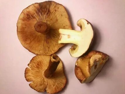 Рядовка желто бурая как готовить