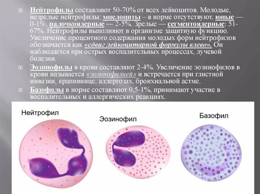 Сегментоядерные гранулоциты функции. Юные сегментоядерные лейкоциты. Нейтрофильные гранулоциты сегментоядерные функции. Функции юных нейтрофилов палочкоядерных и сегментоядерных. Эозинофилы отсутствуют