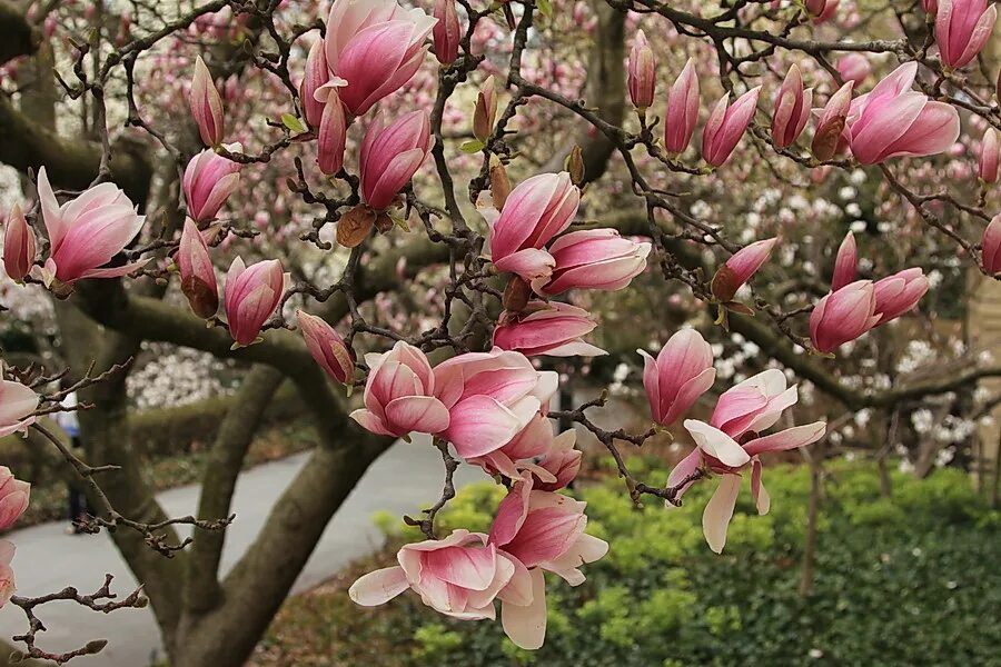 магнолия суланжа. магнолия дальневосточная. магнолия суланжа на участкк. дерево магнолия в сочи. магнолия дарахти.