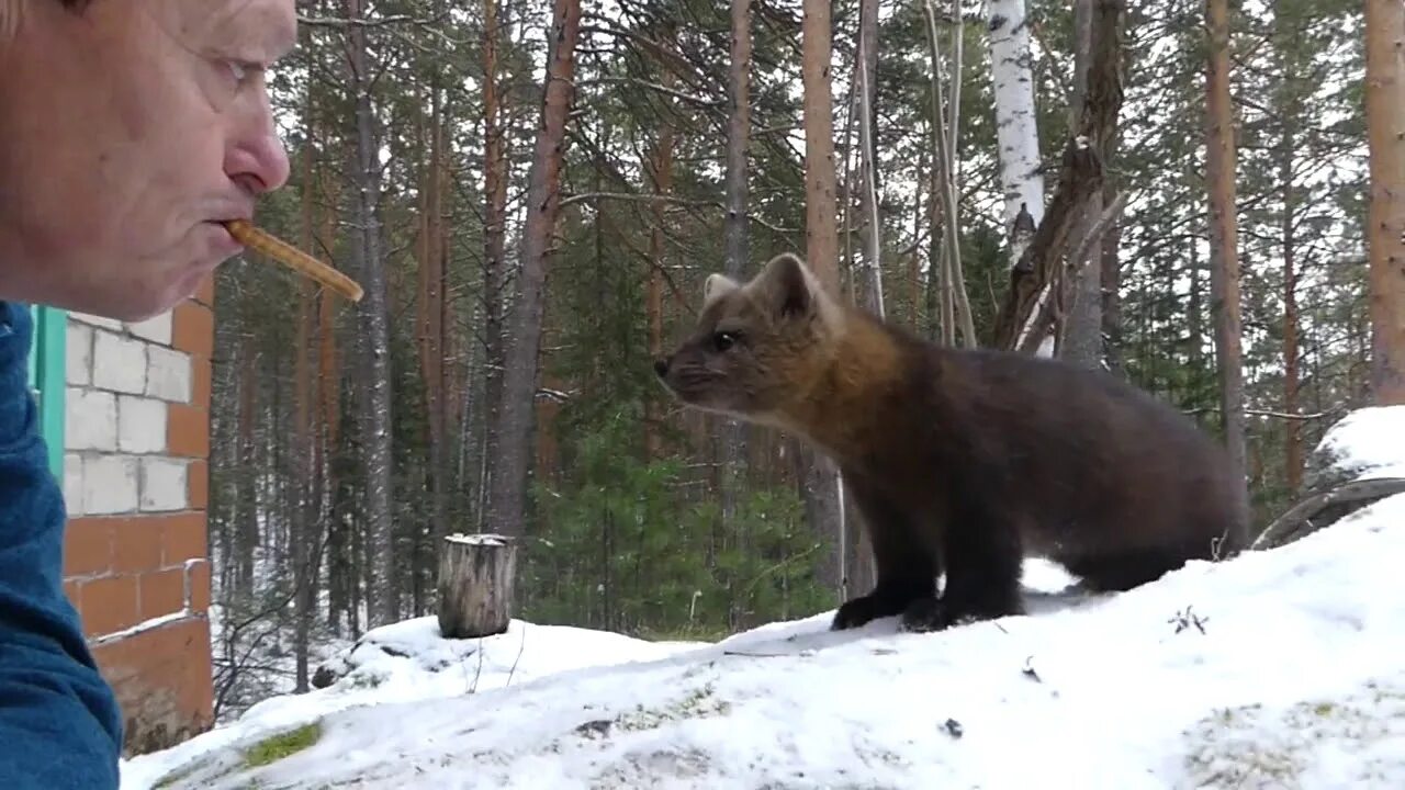 Баргузинский соболь домашний. Соболь ролики. Соболь домашний. Соболь баргузин животное. Соболь ворвалась в квартиру.