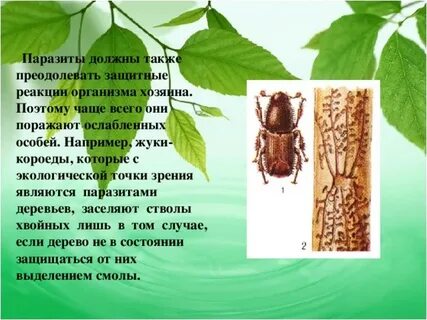 Ответ паразитам